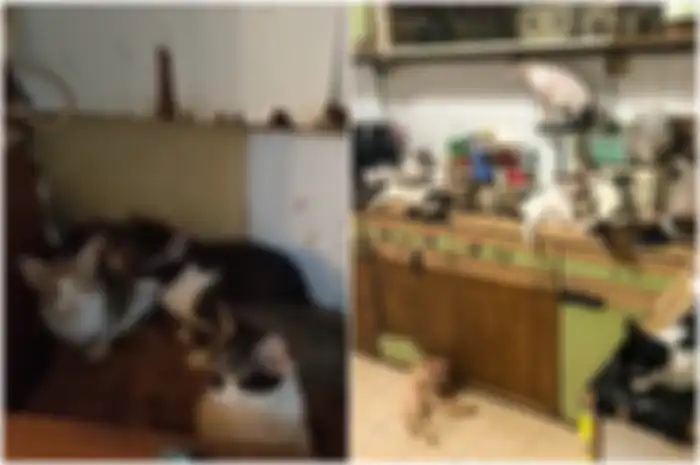Lusinan kucing dibiarkan kelaparan, diduga saling memangsa satu sama lain untuk bertahan hidup.