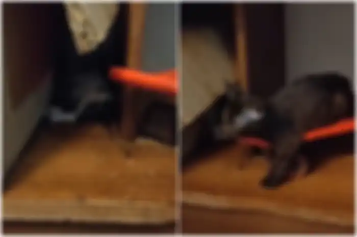 Terlihat bangkai kucing yang berserakan.