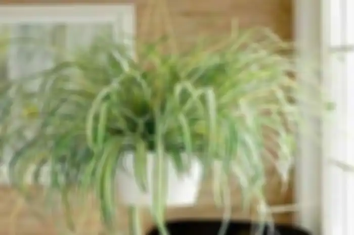 Spider plant.