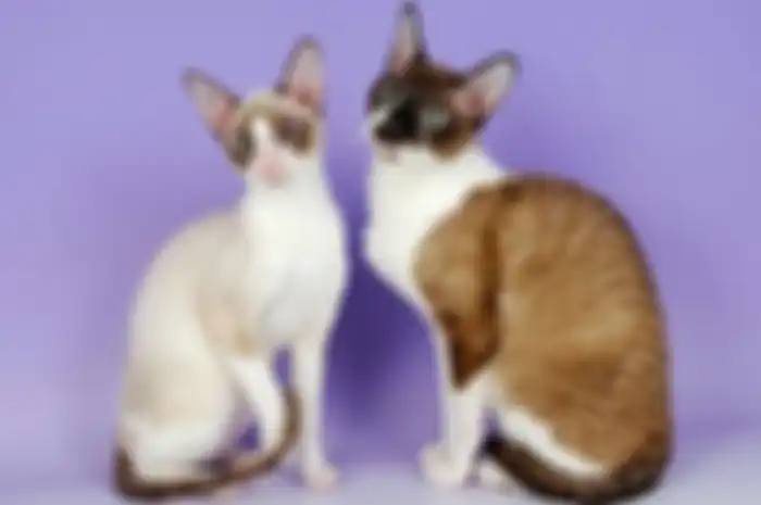 ilustrasi kucing