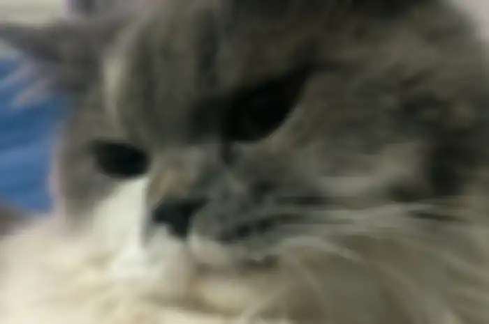 Ilustrasi kucing piaraan.