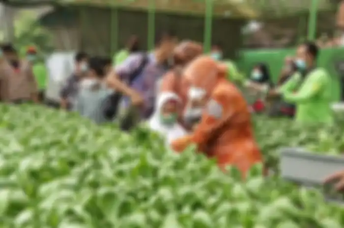 Tri Rismaharini meninjau panen raya hidroponik di Mini Agrowisata, komplek kantor Dinas Ketahanan Pangan dan Pertanian (DKPP)