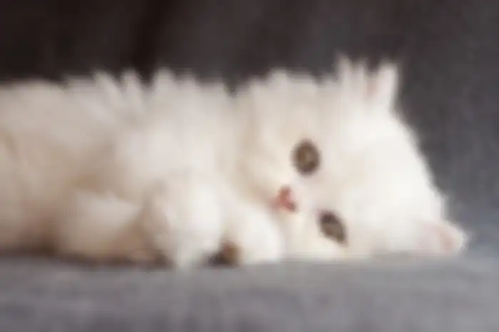 Kucing persian