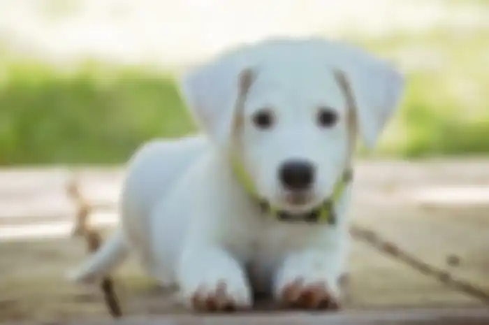 Sejak usia 8 minggu anjing sudah terampil berinteraksi dnegan manusia. 
