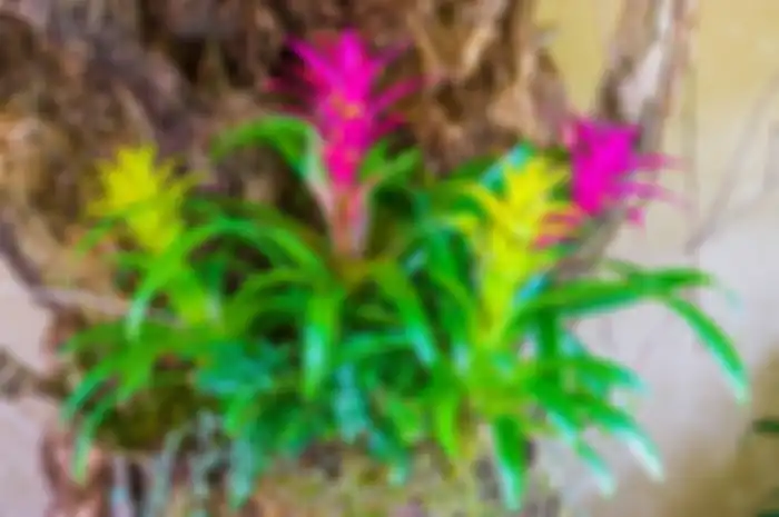 Ilustrasi tanaman bromelia yang tumbuh di batang pohon.