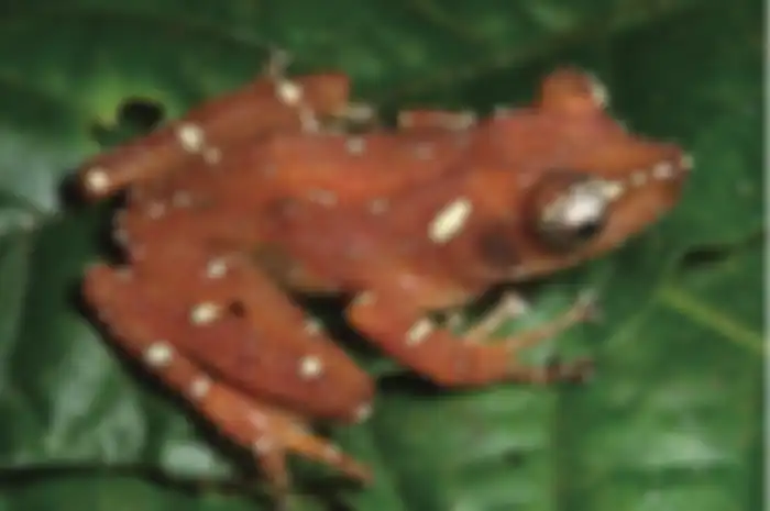 Katak pohon mutiara memiliki organ gerak. Ini fungsi organ gerak hewan.