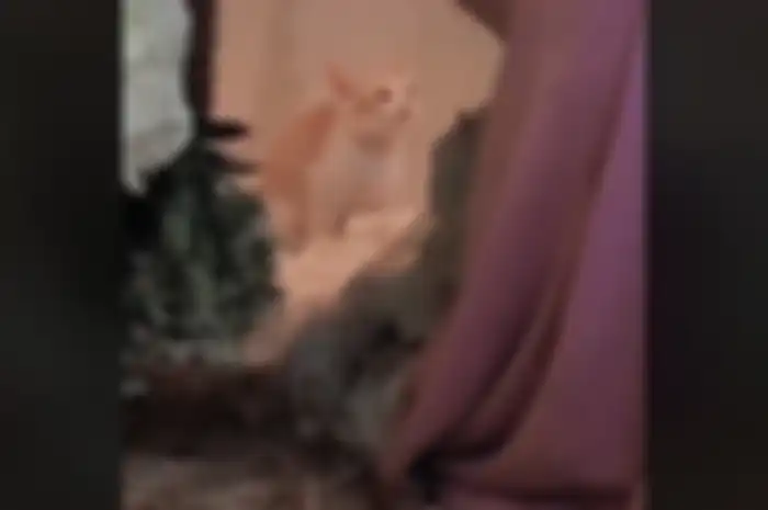 Seekor kucing di Malaysia boker saat majikannya sedang lamaran.