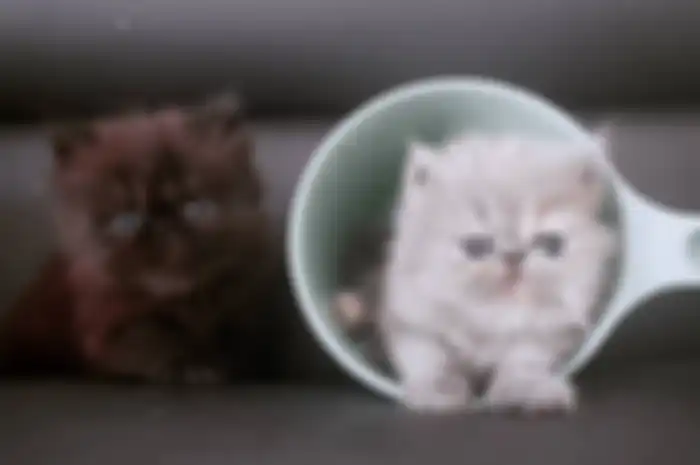 cara menghilangkan jamur pada kucing dengan menggunakan 2 bahan dapur ini. Jamur hilang, foto kucing pun makin menawan.