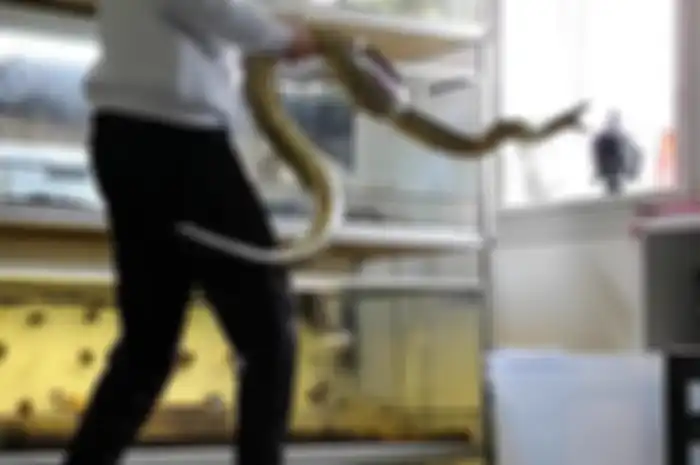 Berikut ini cara mengusir ular dari rumah kita. Ternyata, 2 bahan dapur yang mudah kita dapatkan ini bisa dipakai.