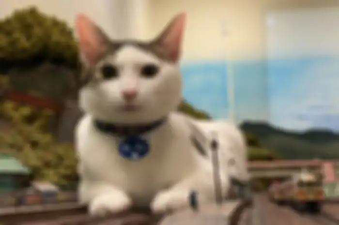 Salah satu kucing yang sering bermain-main di diorama pada restoran milik Naoki Teraoka.
