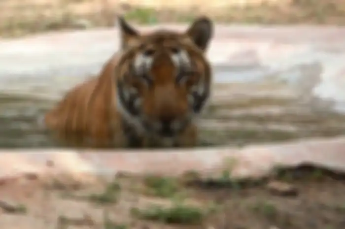 Salah satu harimau yang berada di hutan konservasi di India