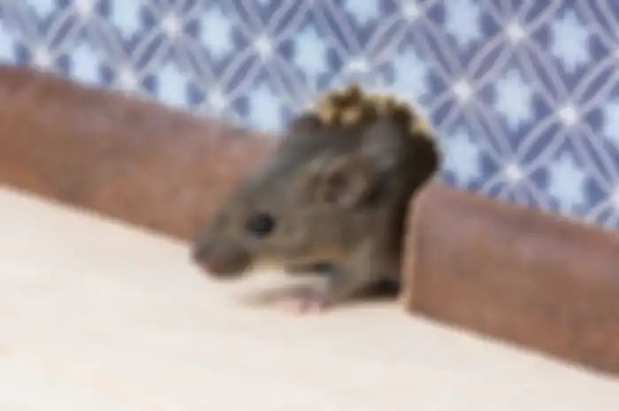 Mengusir tikus dari rumah yang paling mudah cuma pakai kantong teh bekas. 