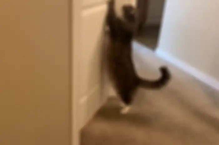 Kenapa sih kucing suka nungguin kita di depan kamar mandi?