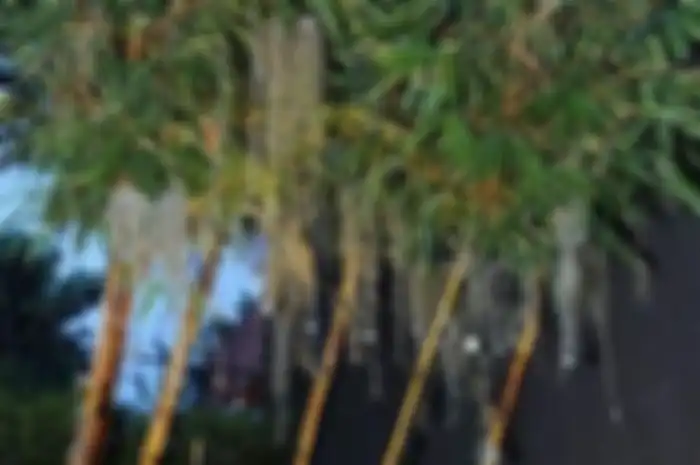 Tanaman bambu kuning untuk pagar.