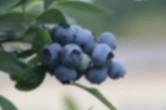 Blueberry salah satu buah yang bermanfaat untuk otak