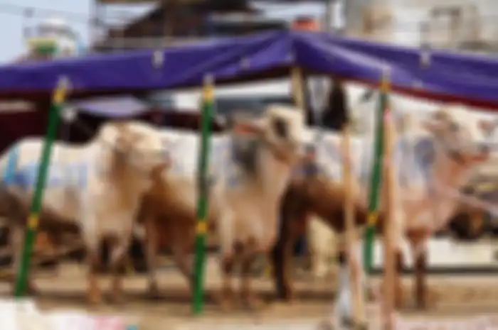 sapi kurban Billar dan Lesti