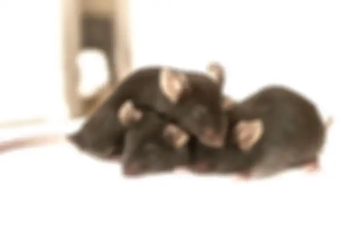Tikus yang bersarang di plafon rumah kita dapat dibasmi dengan 6 cara ampuh ini. 