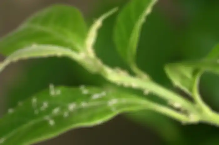 Tak Perlu Pakai Bahan Kimia, Usir Hama Ternyata Tinggal Gunakan Daun Ajaib Ini! Bisa Obat Sel Kanker Juga..