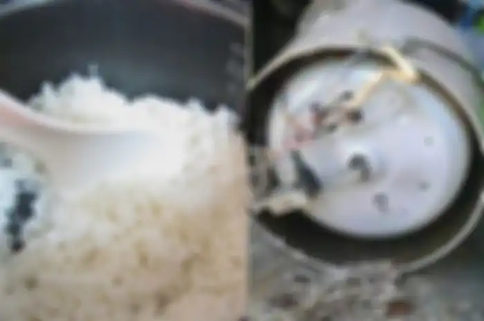 Nasi di rumahnya cepat basi, pria ini syok bukan main usai dapati hewan ini di rice cookernya