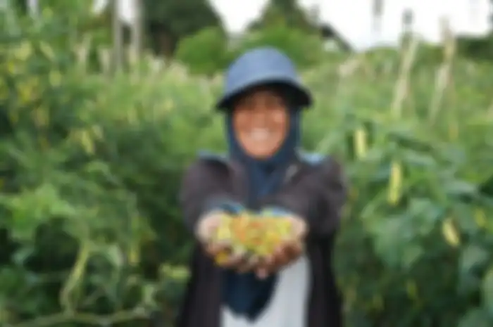 Ilustrasi petani sedang memanen hasil pertaniannya.