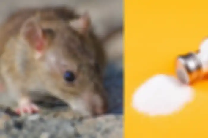 Cara mengusir tikus dengan garam 