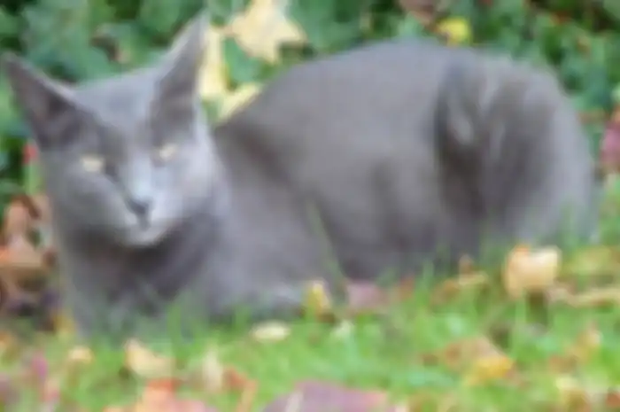 Kucing ras Korat yang dianggap melambangkan kemakmuran