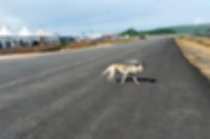 Ramai anjing di sekitar sirkuit Mandalika, Lombok, NTB, mati diracun, PT Indonesia Tourism Development Corporation (ITDC) buka suara.