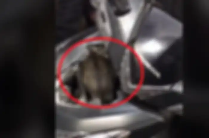 Video seorang cewek nangis ke bengkel namun bukan untuk servis motor, melainkan mau mengeluarkan kucing dari dalam bodi motor.