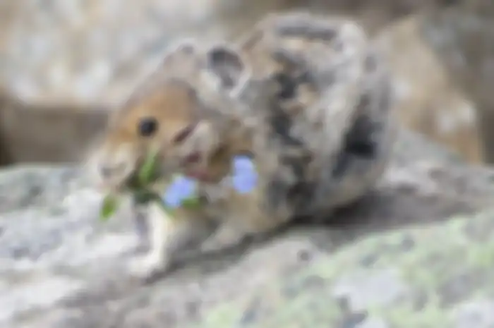 American pika (Ochotona princeps).
