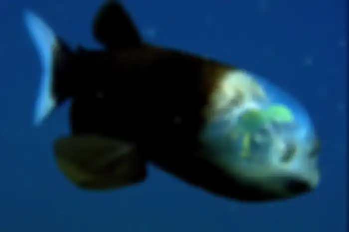 Ikan pasifik barreleye. 