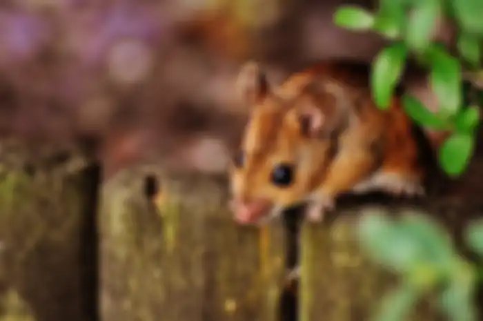 faktor penyebab tikus masuk rumah