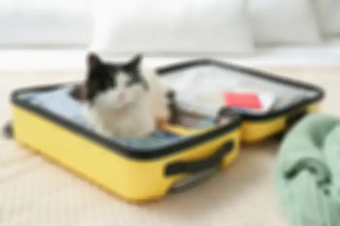 Tips Membawa Kucing Saat Perjalanan Lebaran