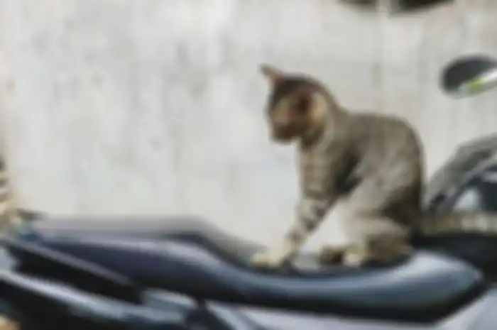 Ilustrasi kucing di jok motor. Kira-kira ada atau tidak kulit jok motor yang aman dari cakaran kucing alias Si Oren?