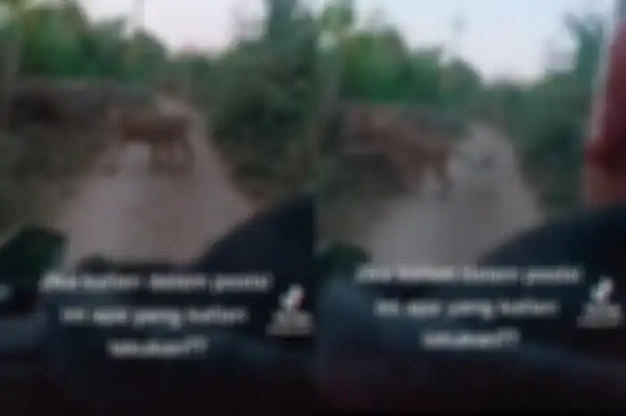 Tengah viral di media sosial dua orang pengendara motor yang terjebak di hutan karena bertemu seekor singa.