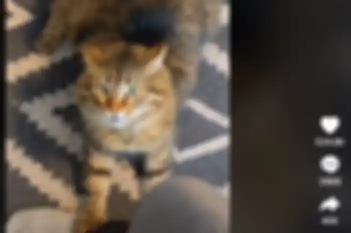 Penampakan kucing yang hobi dengerin Metallica