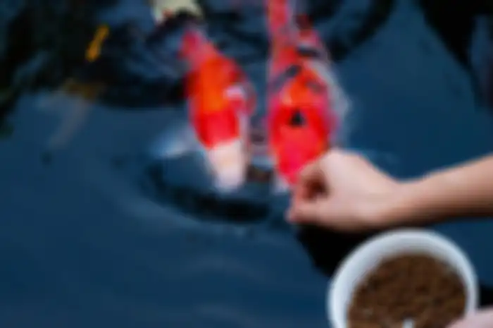 Begini Rincian Biaya Buat Kolam Ikan, Mulai dari Batu Alam Hingga... 