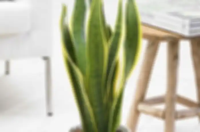 Ilustrasi sansevieria