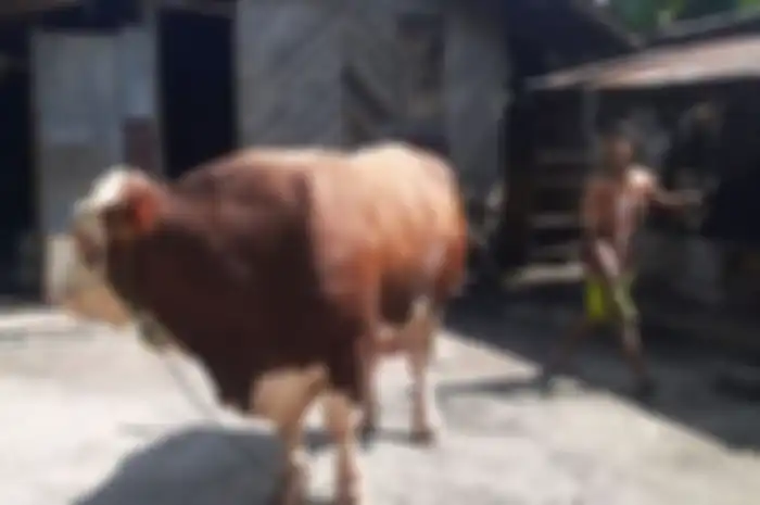 Presiden Jokowi kembali menyumbangkan seekor sapi untuk dikurbankan kepada warga Riau pada Idul Adha 1443 Hijriah.