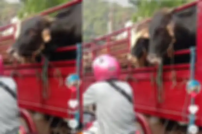 Hewan kurban isengin pemotor di lampu merah