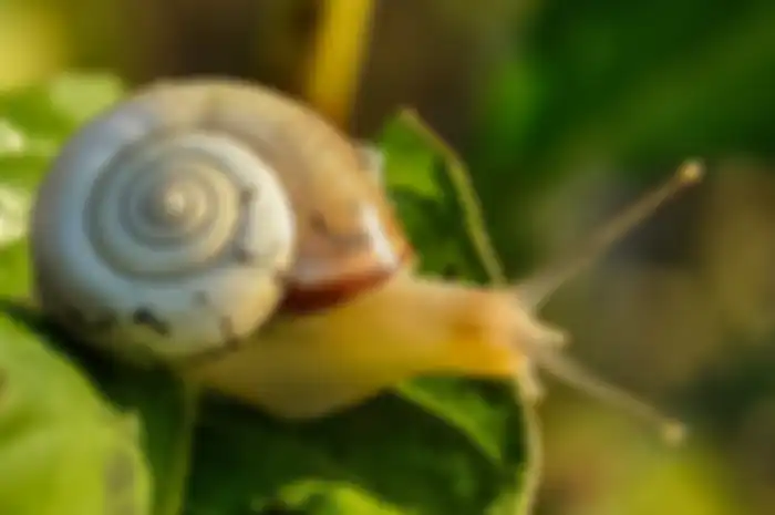 Siput termasuk ke dalam hewan avertebrata. Ini jawaban ciri-ciri hewan avertebrata yang menjadi soal dalam buku tematik kelas 5 SD Tema 1 halaman 43. 
