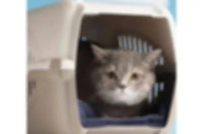 Dihari Kucing Sedunia begini tips aman membawa kucing saat perjalanan naik motor