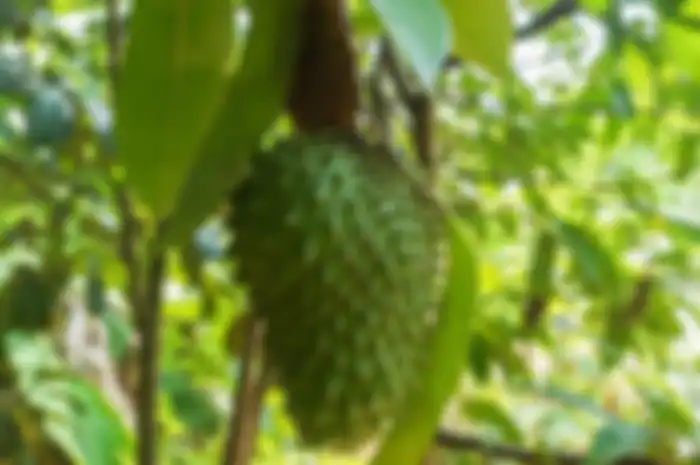 Daun sirsak bisa bantu usir hama tanaman