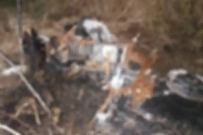 PNS Semarang saksi korupsi ditemukan tewas terbakar tanpa kepala bersama dengan Honda Vario.