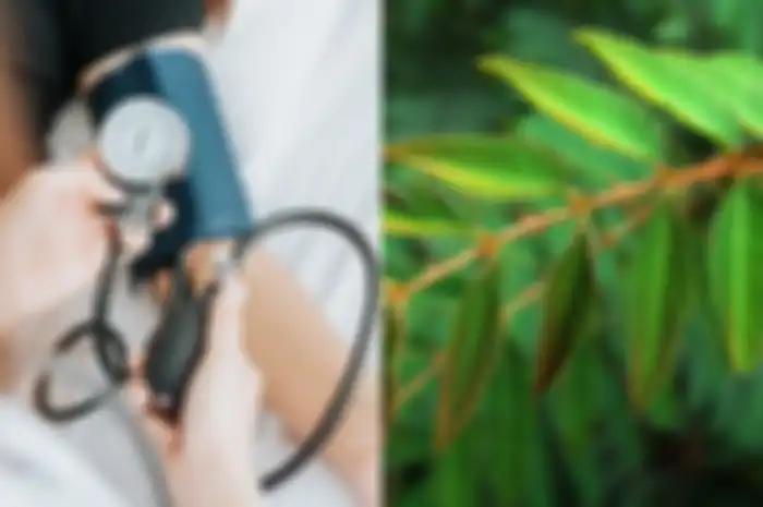 Cara mudah mengatasi hipertensi dengan minum ramuan daun putri malu