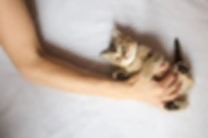 Dari Penyakit Lyme Hingga HIV, Ini Bahaya Konsumsi Daging Kucing