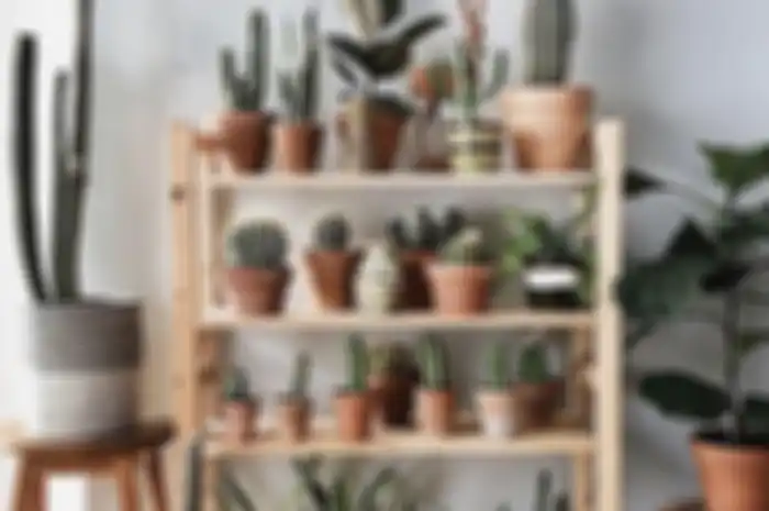Feng shui menyebut 3 bahaya ini jika kita simpan kaktus di dalam rumah. Padahal tanaman ini bikin cantik foto interior. 