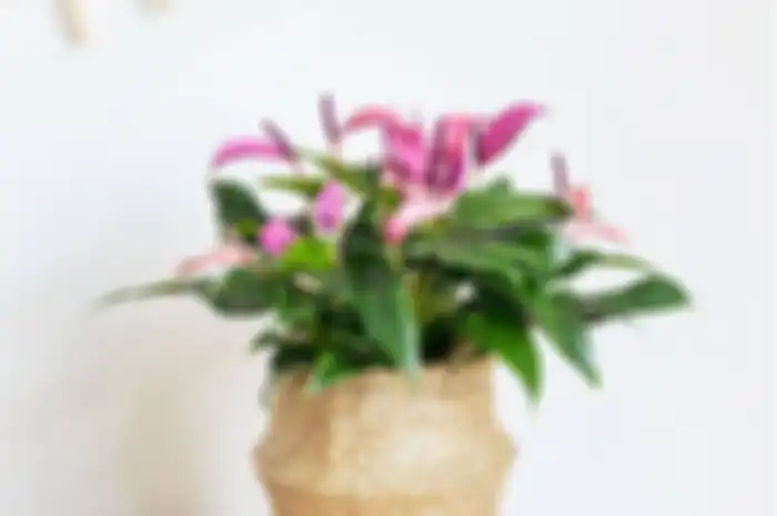 Tanaman Anthurium