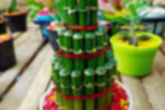 Tak hanya bikin foto interior semakin cantik, tanaman hias ini ternyata bawa hoki. Yuk, kita kenalan dengan bambu hoki.