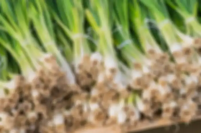 Bisa Irit Uang Belanja Kalau Tahu Cara Menanam Daun Bawang dari Akarnya, Cuma Butuh Air Gak Perlu Tanah!