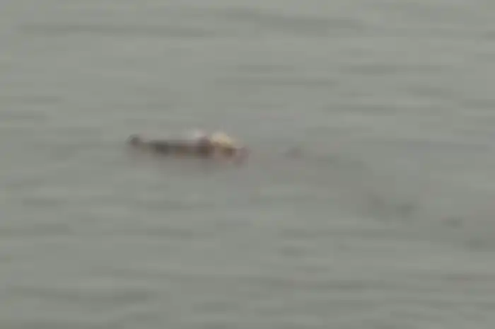 Ahli satwa liar buka suara menanggapi video buaya yang mengantarkan jasad balita ke keluarganya di tepi Sungai Mahakam.